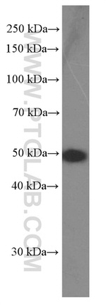 MAGEA3 Antibody in Western Blot (WB)