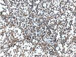 MGP Antibody in Immunohistochemistry (Paraffin) (IHC (P))