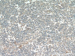 MGP Antibody in Immunohistochemistry (Paraffin) (IHC (P))