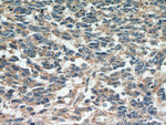 MGP Antibody in Immunohistochemistry (Paraffin) (IHC (P))