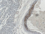 MGP Antibody in Immunohistochemistry (Paraffin) (IHC (P))