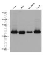 Follistatin Antibody in Western Blot (WB)