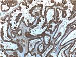 Follistatin Antibody in Immunohistochemistry (Paraffin) (IHC (P))