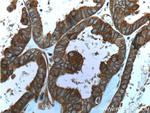 Follistatin Antibody in Immunohistochemistry (Paraffin) (IHC (P))