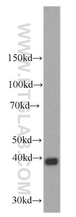 Stanniocalcin 2 Antibody in Western Blot (WB)