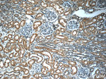 Stanniocalcin 2 Antibody in Immunohistochemistry (Paraffin) (IHC (P))