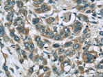 Stanniocalcin 2 Antibody in Immunohistochemistry (Paraffin) (IHC (P))