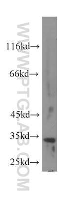 Stanniocalcin 2 Antibody in Western Blot (WB)