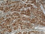 HDGF Antibody in Immunohistochemistry (Paraffin) (IHC (P))