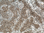 HDGF Antibody in Immunohistochemistry (Paraffin) (IHC (P))