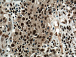 HDGF Antibody in Immunohistochemistry (Paraffin) (IHC (P))