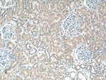 HDGF Antibody in Immunohistochemistry (Paraffin) (IHC (P))