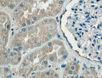 HDGF Antibody in Immunohistochemistry (Paraffin) (IHC (P))