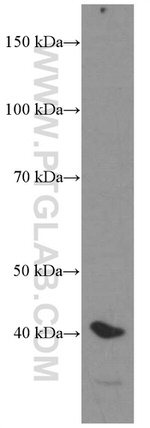 HDGF Antibody in Western Blot (WB)