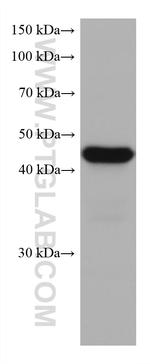 CXCR3B Antibody in Western Blot (WB)