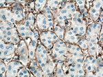 CXCR3B Antibody in Immunohistochemistry (Paraffin) (IHC (P))