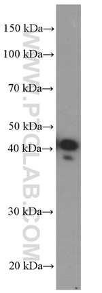 CXCR3B Antibody in Western Blot (WB)