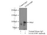 LGALS3BP Antibody in Immunoprecipitation (IP)