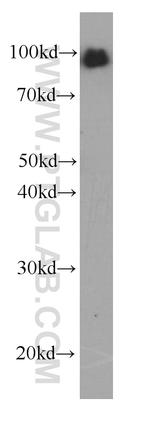 LGALS3BP Antibody in Western Blot (WB)