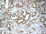 LGALS3BP Antibody in Immunohistochemistry (Paraffin) (IHC (P))