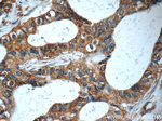 LGALS3BP Antibody in Immunohistochemistry (Paraffin) (IHC (P))