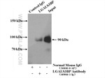 LGALS3BP Antibody in Immunoprecipitation (IP)