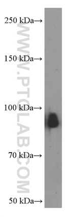 LGALS3BP Antibody in Western Blot (WB)