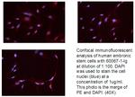 Neuropilin 1 Antibody in Immunocytochemistry (ICC/IF)