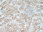 Neuropilin 1 Antibody in Immunohistochemistry (Paraffin) (IHC (P))