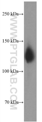 Neuropilin 1 Antibody in Western Blot (WB)