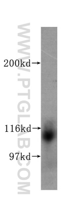 Neuropilin 1 Antibody in Western Blot (WB)