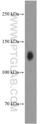 Neuropilin 1 Antibody in Western Blot (WB)