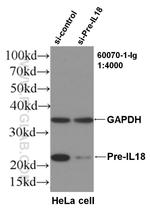 IL18 Antibody in Western Blot (WB)