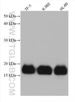 IFITM1 Antibody in Western Blot (WB)