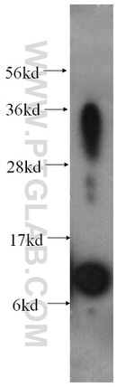 IFITM1 Antibody in Western Blot (WB)