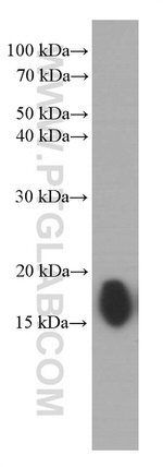 IFITM1 Antibody in Western Blot (WB)