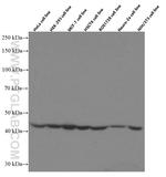 SEPT2 Antibody in Western Blot (WB)