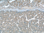 SEPT2 Antibody in Immunohistochemistry (Paraffin) (IHC (P))