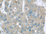 SEPT2 Antibody in Immunohistochemistry (Paraffin) (IHC (P))