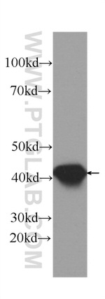 SEPT2 Antibody in Western Blot (WB)