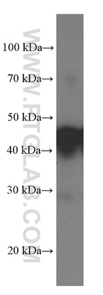 SEPT2 Antibody in Western Blot (WB)