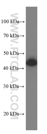 SEPT2 Antibody in Western Blot (WB)