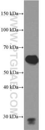 Fibulin 5 Antibody in Western Blot (WB)