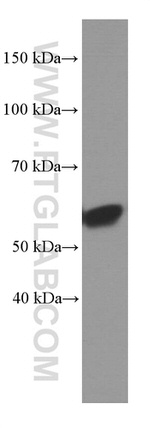 Fibulin 5 Antibody in Western Blot (WB)