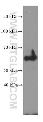 Fibulin 5 Antibody in Western Blot (WB)