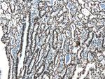 DACH1 Antibody in Immunohistochemistry (Paraffin) (IHC (P))