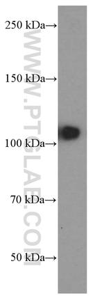 DACH1 Antibody in Western Blot (WB)