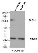 DACH1 Antibody in Western Blot (WB)