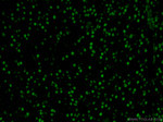 DACH1 Antibody in Immunohistochemistry (PFA fixed) (IHC (PFA))