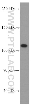 DACH1 Antibody in Western Blot (WB)